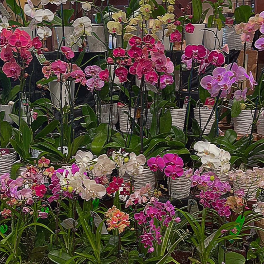 Meet your Posher, Nina